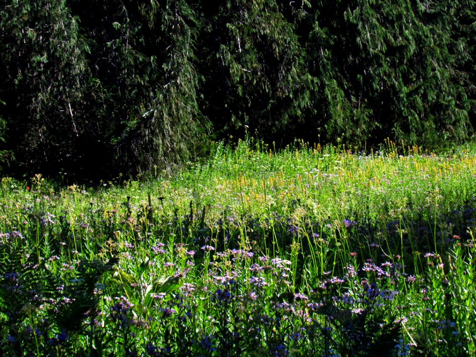 Wildflowers at Tatoosh Wilderness in WA