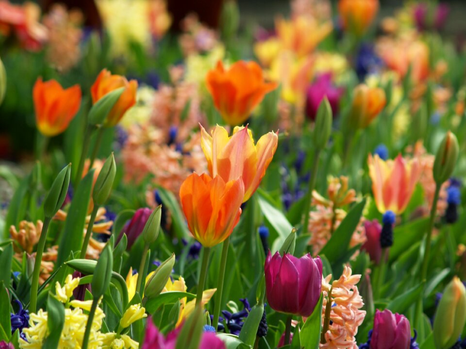 Nature floral blossom