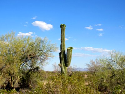 Sonoran Desert NM in AZ