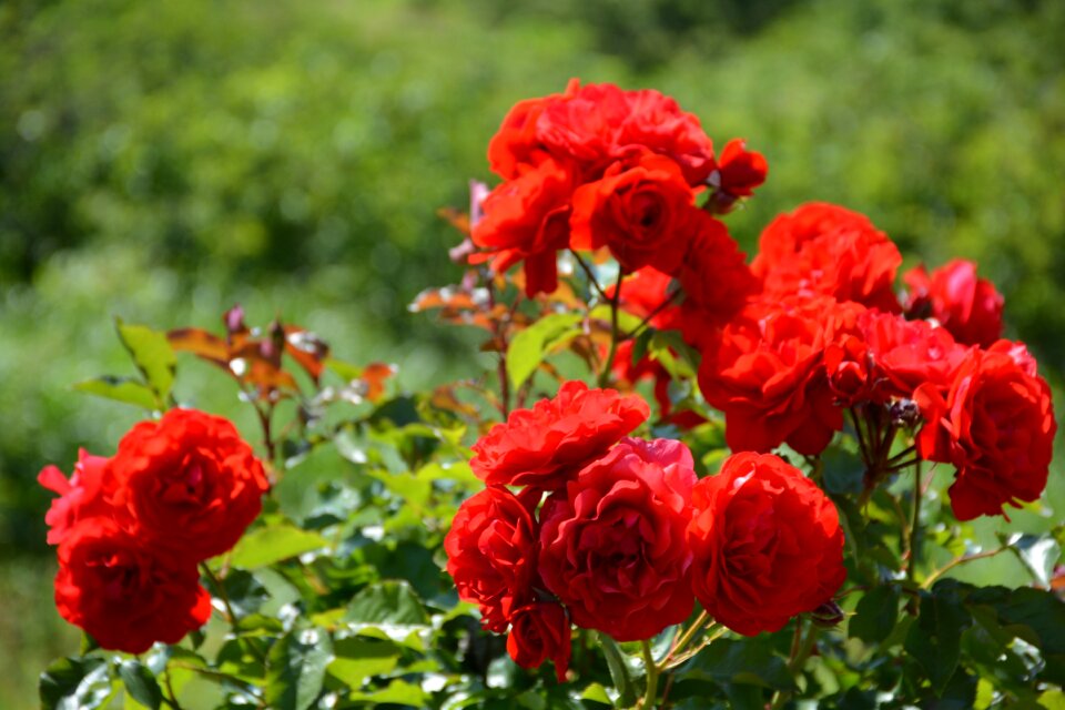 Red roses rose rose garden
