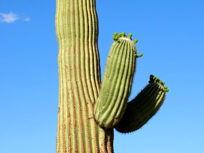 Sonoran Desert NM in AZ