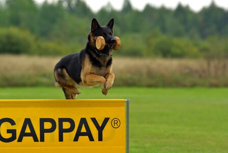 Animal obedience competition