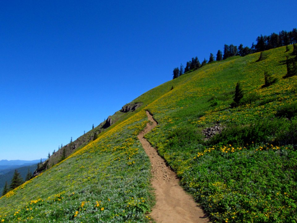 Wildflowers on Dog Mountain Trail in WA