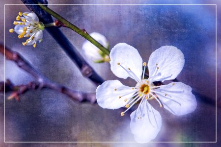 Spring Blossom photo