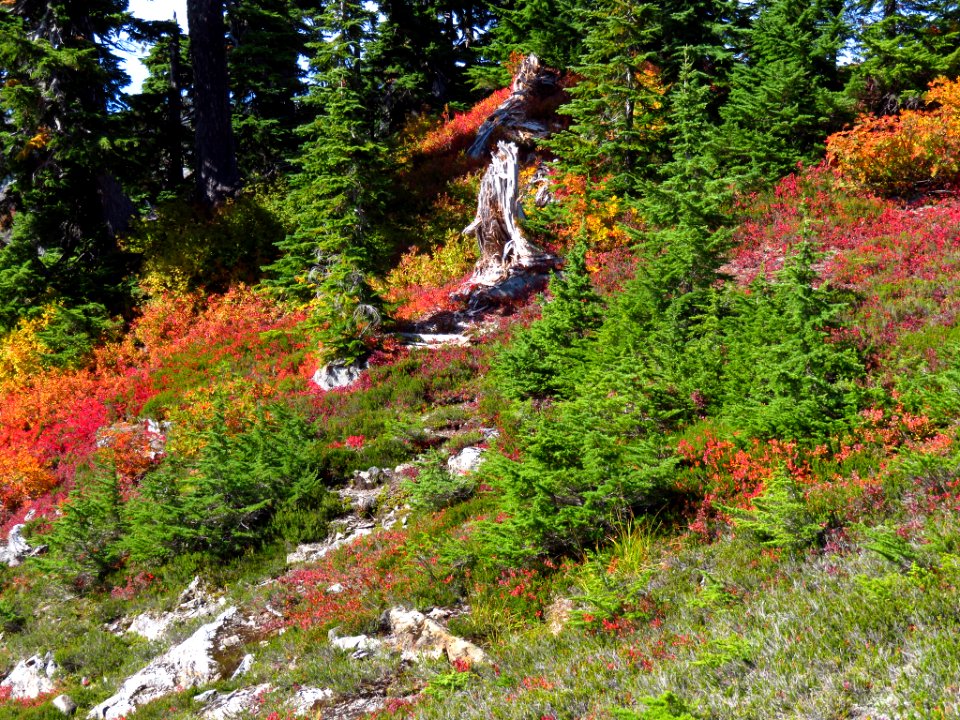 Autumn at Artist Point in WA