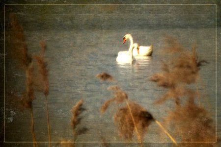 Swan Lake photo