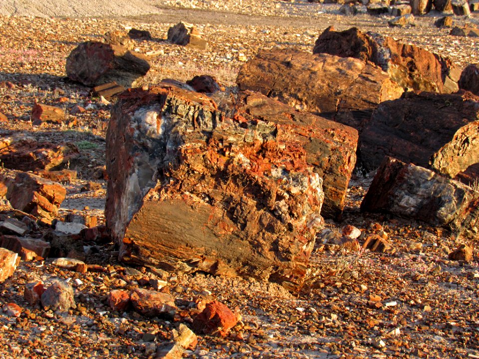 Crystal Forest at Petrified Forest NP in Arizona