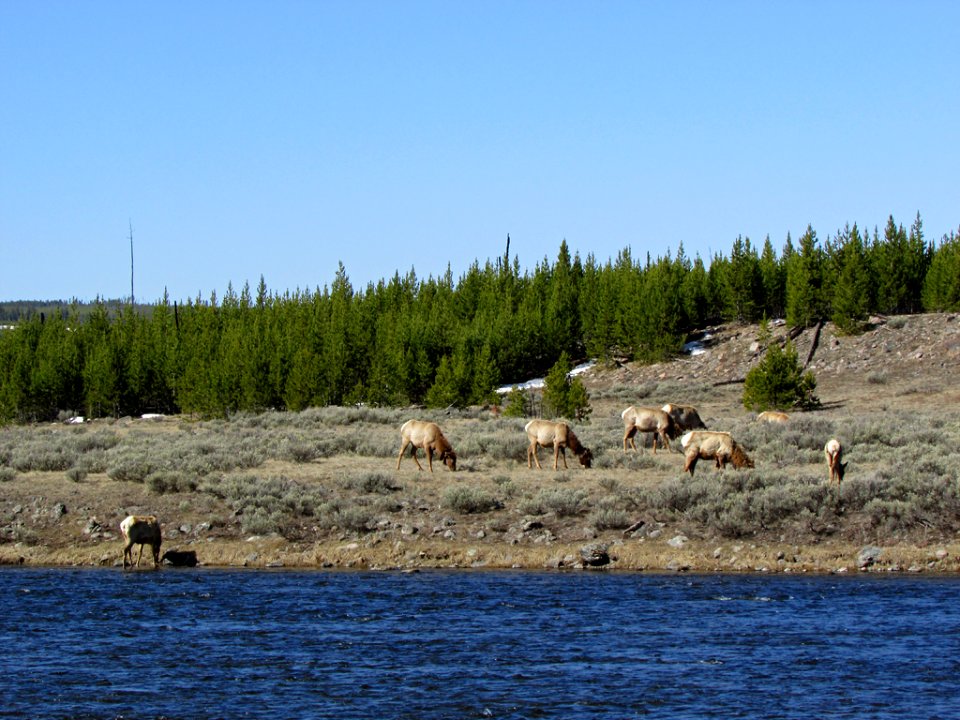 Yellowstone NP in WY