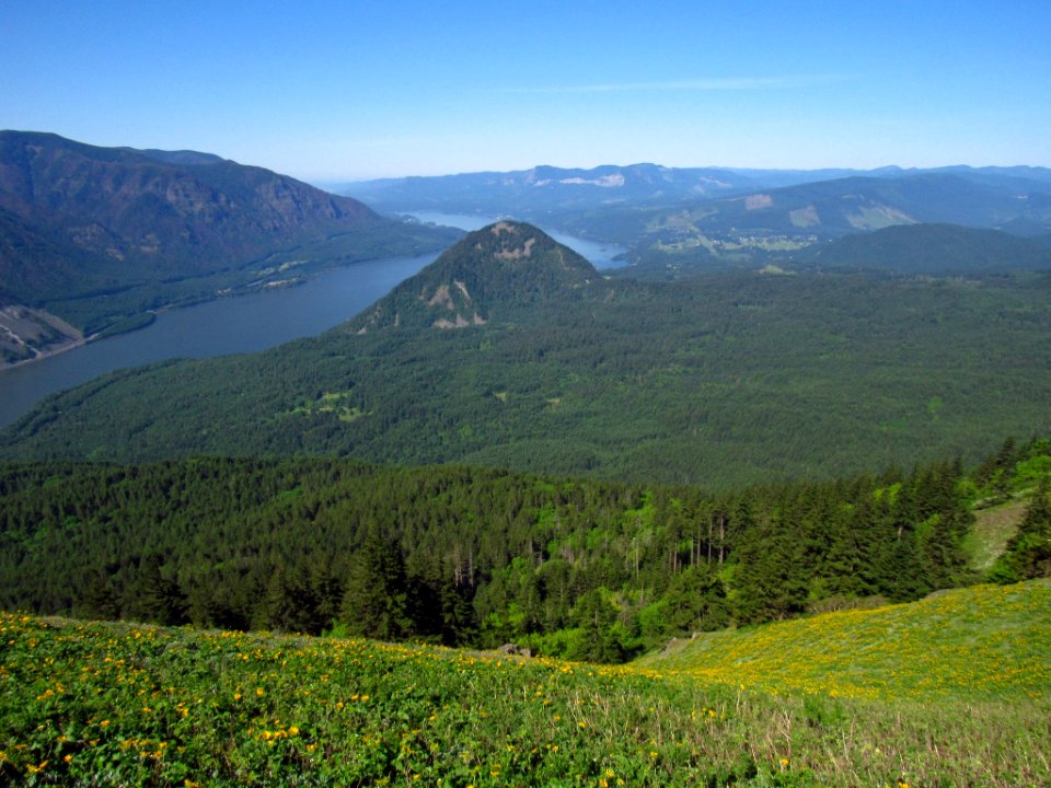 Wildflowers on Dog Mountain Trail in WA
