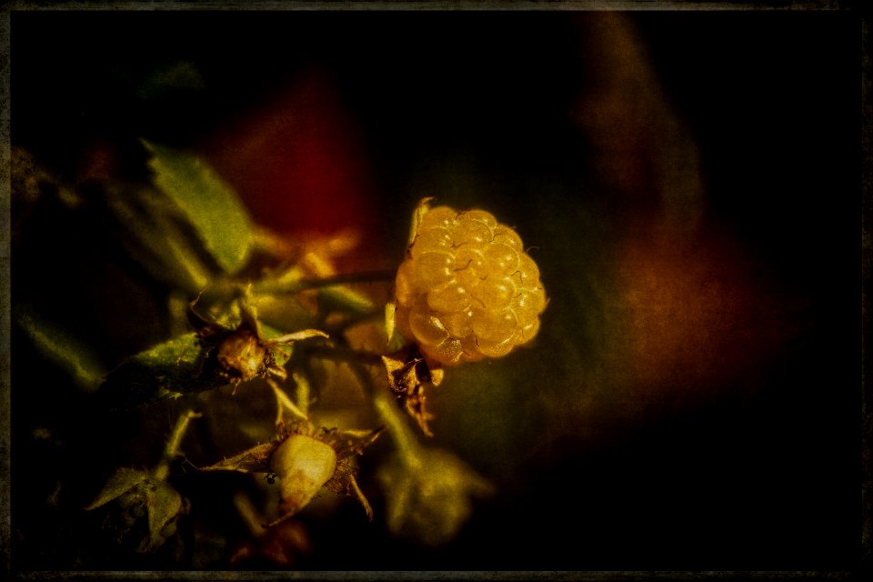 Last of the Raspberries