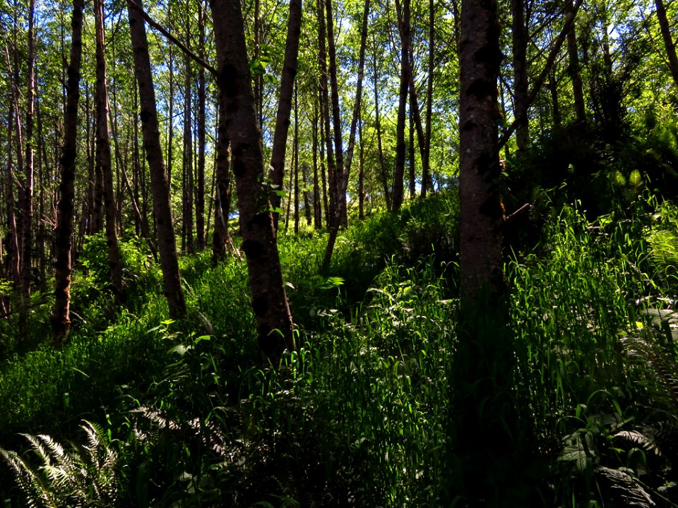Coldwater Lake Trail at Mt. St. Helens NM in Washington