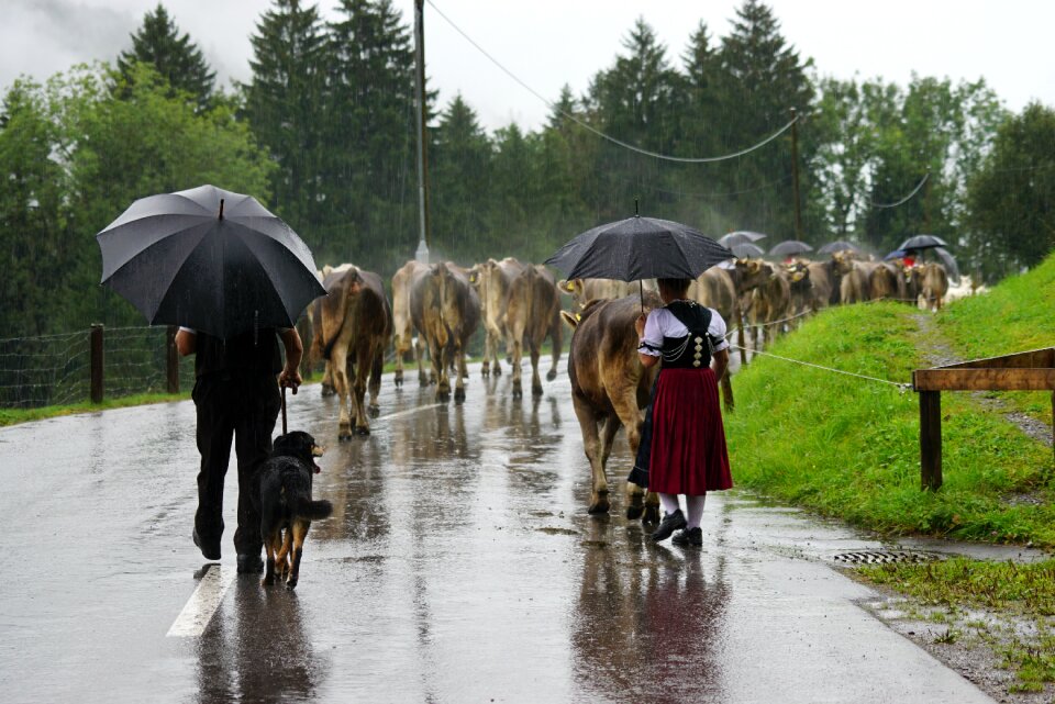 Cows tradition animals
