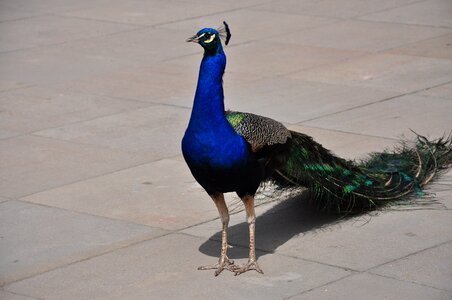 Royal bathroom peacock bird
