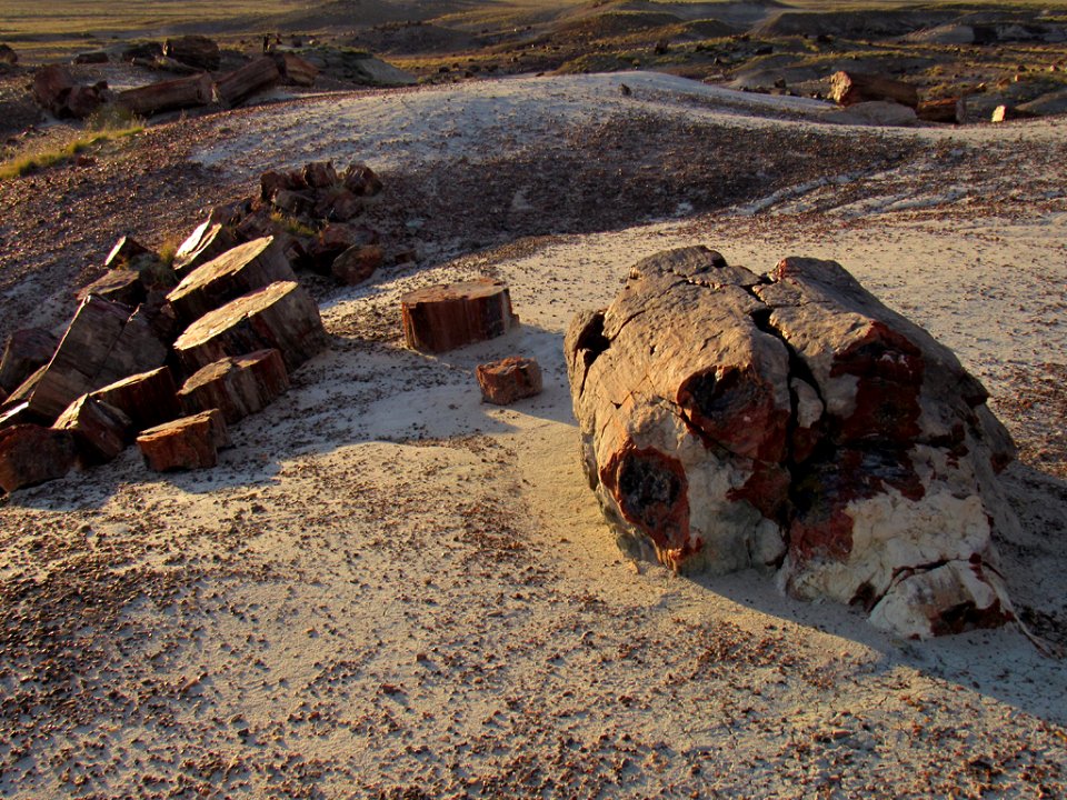 Crystal Forest at Petrified Forest NP in Arizona