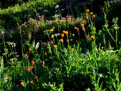 Wildflowers on Tatoosh Peak Trail in WA