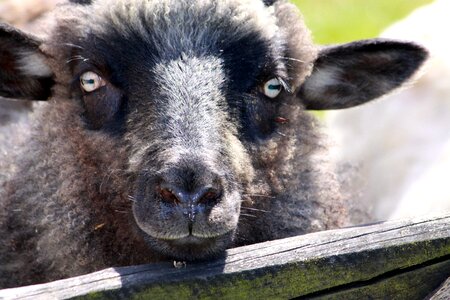 Sheep lamb eyes