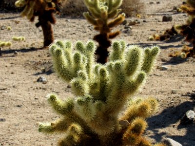 Cholla Cactus at Joshua Tree NP in California photo