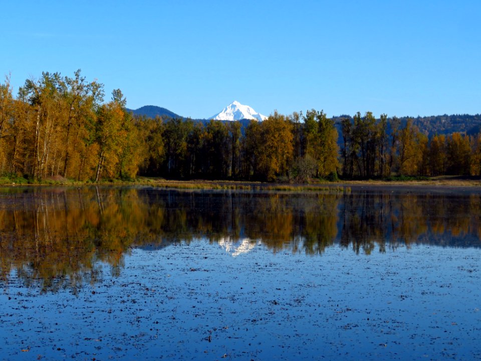Mt. Hood at Steigerwald Lake NWR in WA