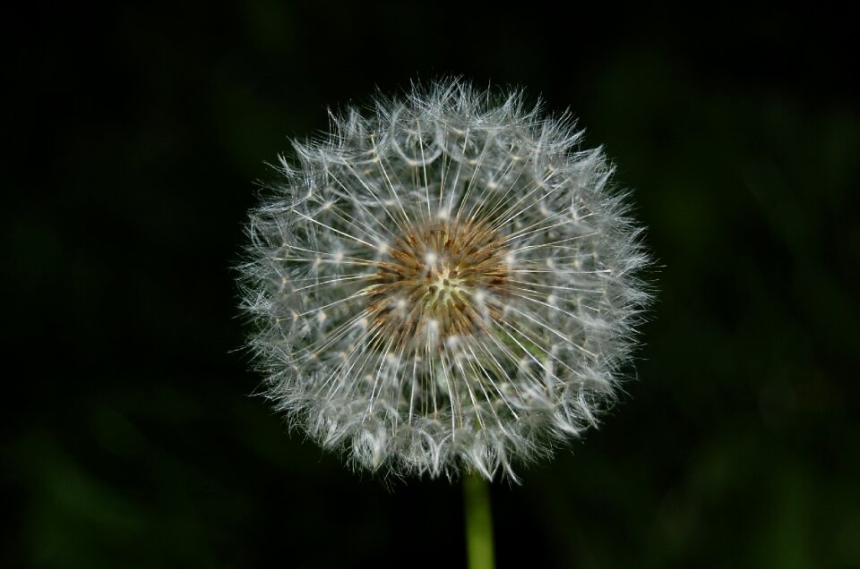 Nature fluff flowers