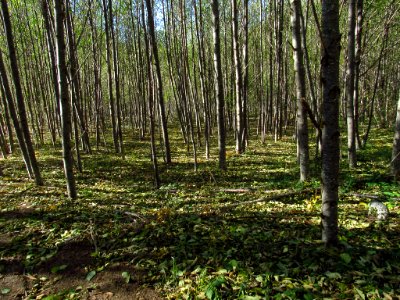 Coldwater Lake Loop Trail in WA