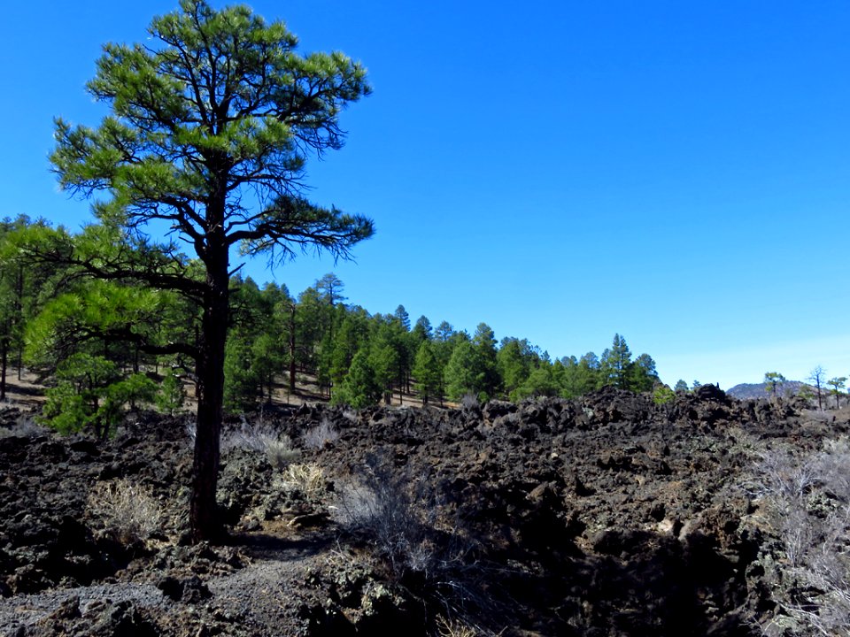 Sunset Crater Volcano NM in AZ