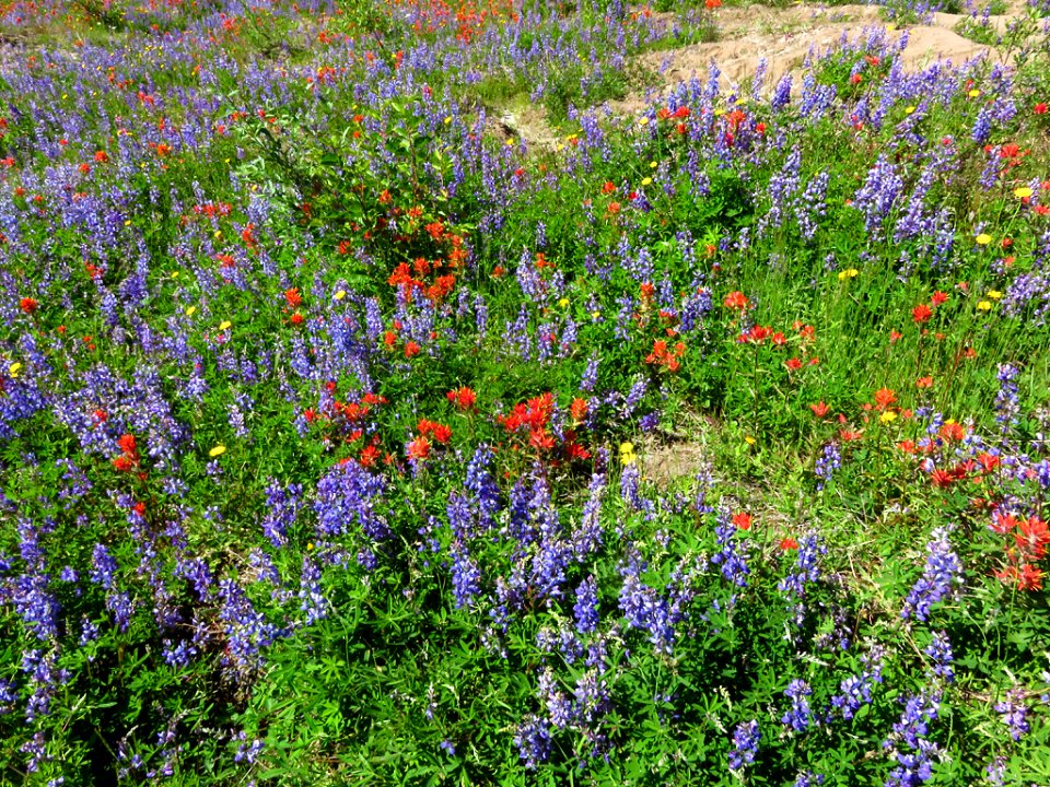 Wildflowers at Mt. St. Helens NM in Washington