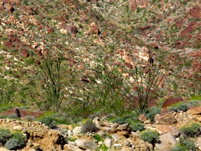 Palm Canyon with Ocotillos at Anza-Borrego Desert SP
