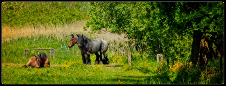 Buttercups photo