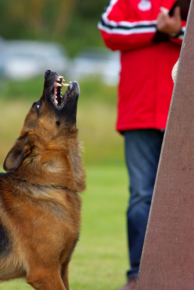 Guarding competition animal