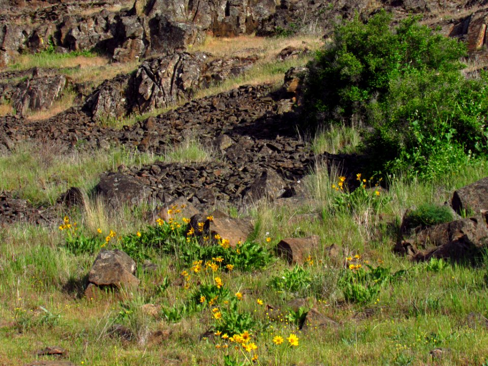 Crawford Oaks Trail at Columbia Hills SP in WA