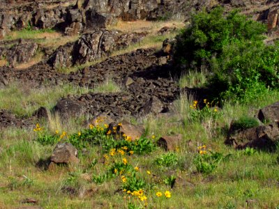 Crawford Oaks Trail at Columbia Hills SP in WA