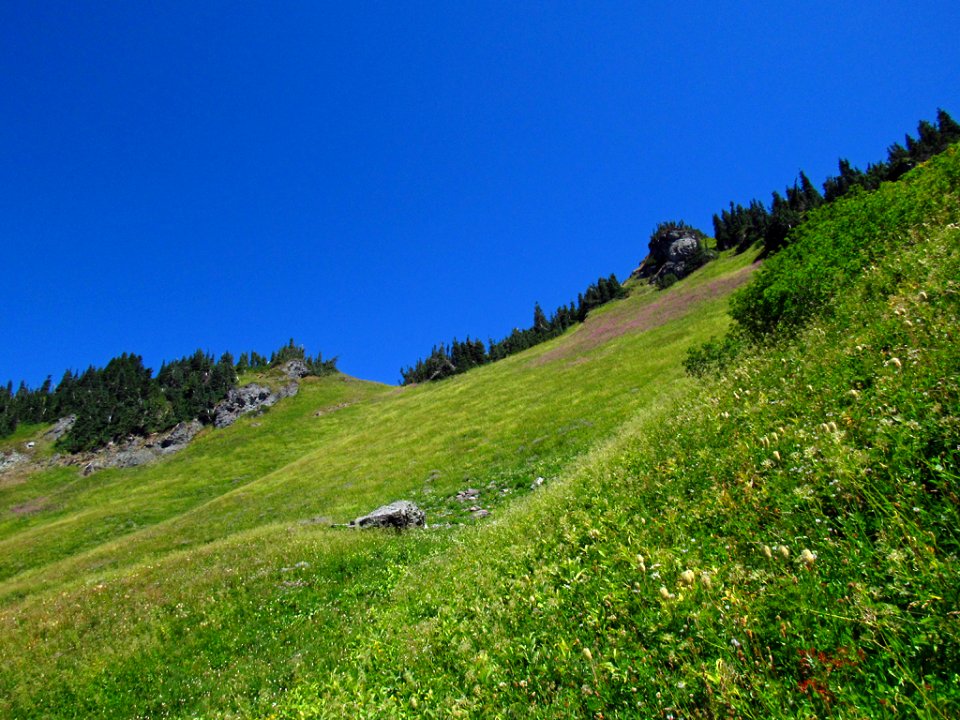 Wildflowers at Tatoosh Wilderness in WA