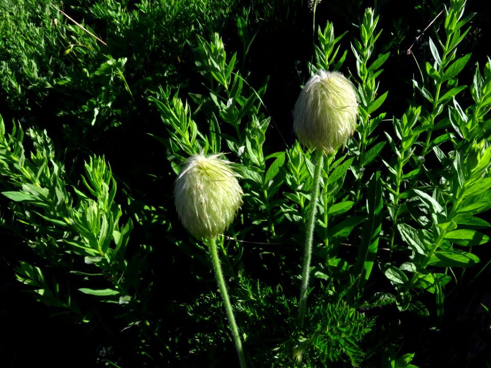 Wildflowers on Tatoosh Peak Trail in WA
