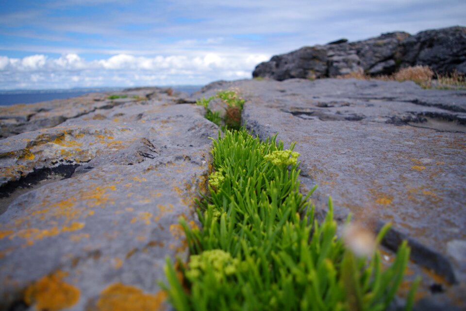 Zen grass rocks