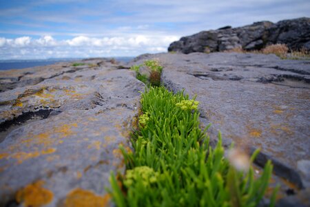 Zen grass rocks