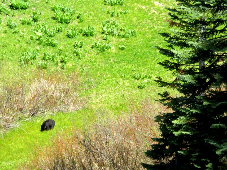 Black Bear at Yosemite NP in CA