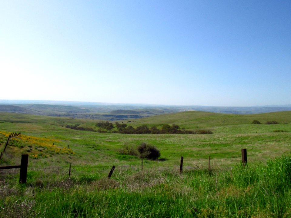 Wildflowers at Dalles Mt. Ranch in WA