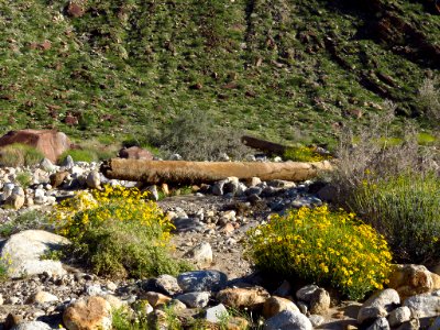 Palm Canyon with Wildflowers at Anza-Borrego Desert SP photo