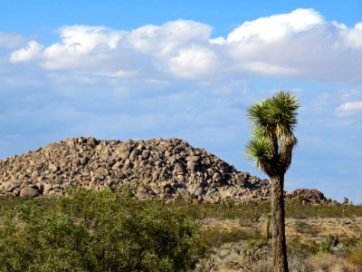 Joshua Tree NP in CA