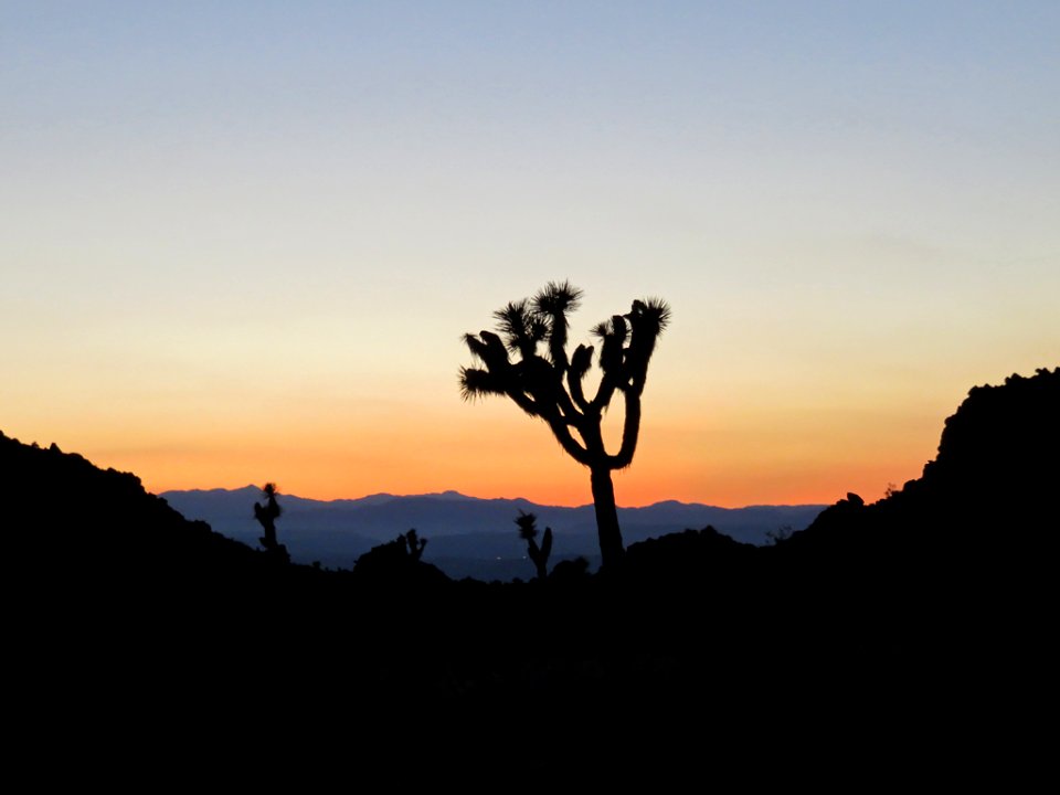 Joshua Tree NP in CA