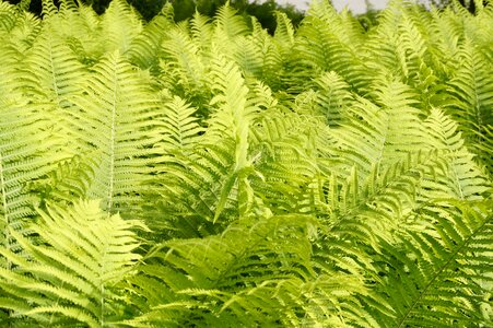 Plant structure texture