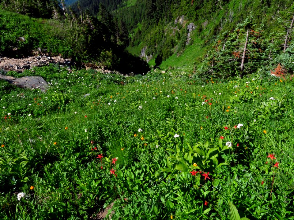 Wildflowers on Tatoosh Peak Trail in WA