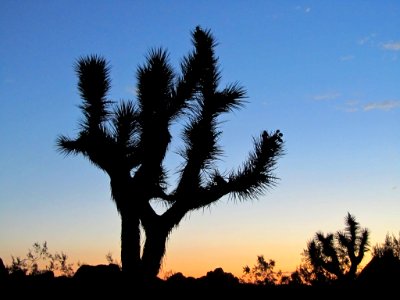 Sunset at Joshua Tree NP in CA