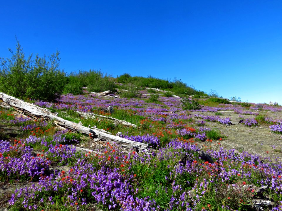 Wildflowers at Mt. St. Helens NM in Washington