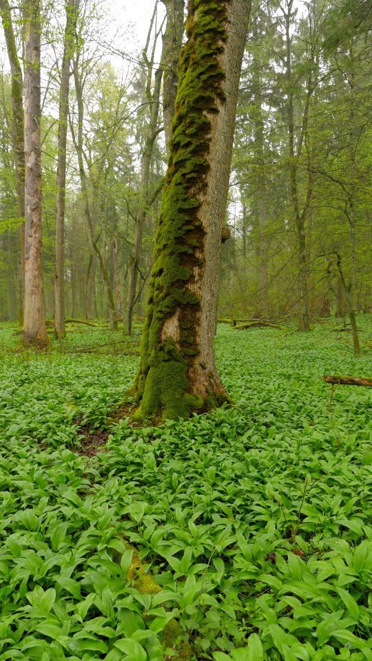 Puszcza Białowieska 5