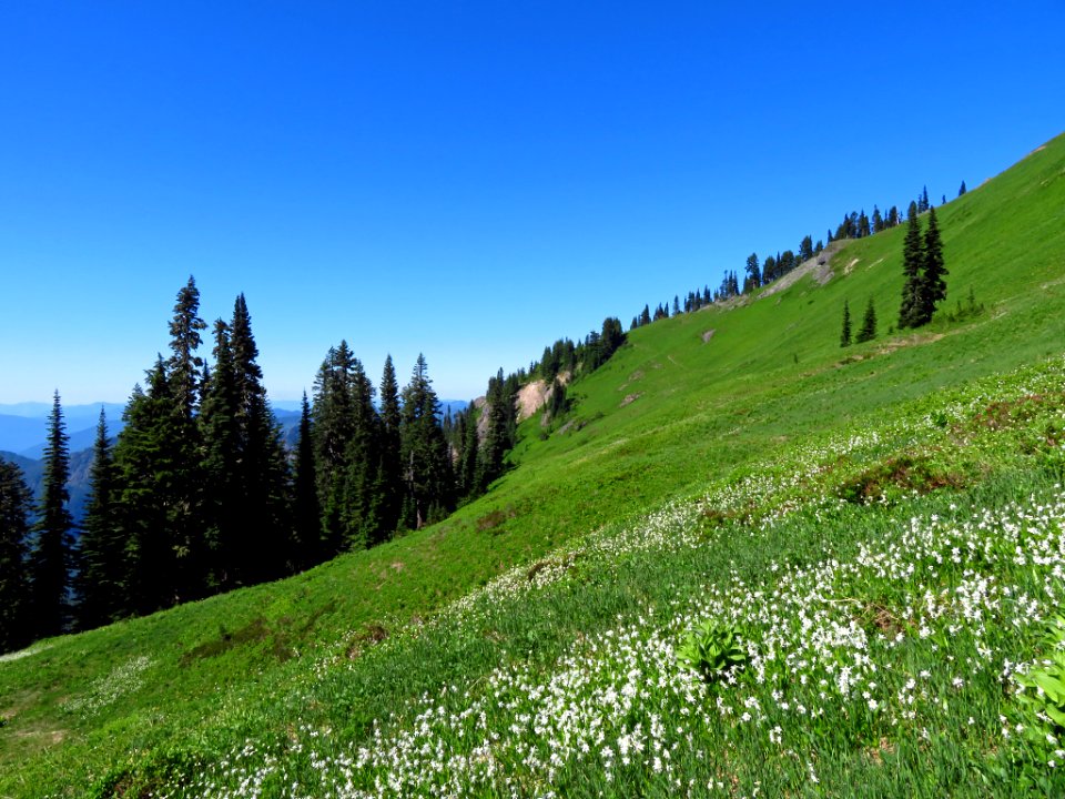 Wildflowers on Tatoosh Peak Trail in WA