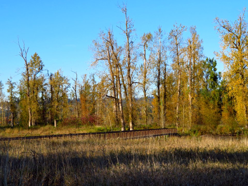 Autumn at Steigerwald Lake NWR in WA