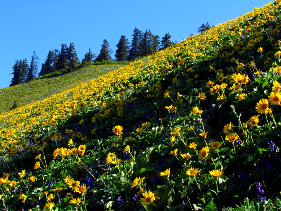 Wildflowers on Dog Mountain Trail in WA