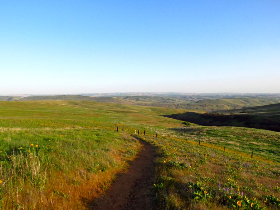 Wildflowers at Dalles Mt. Ranch in WA