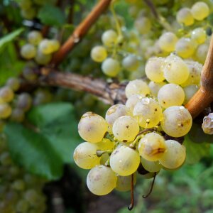 White grapes fruit sweet